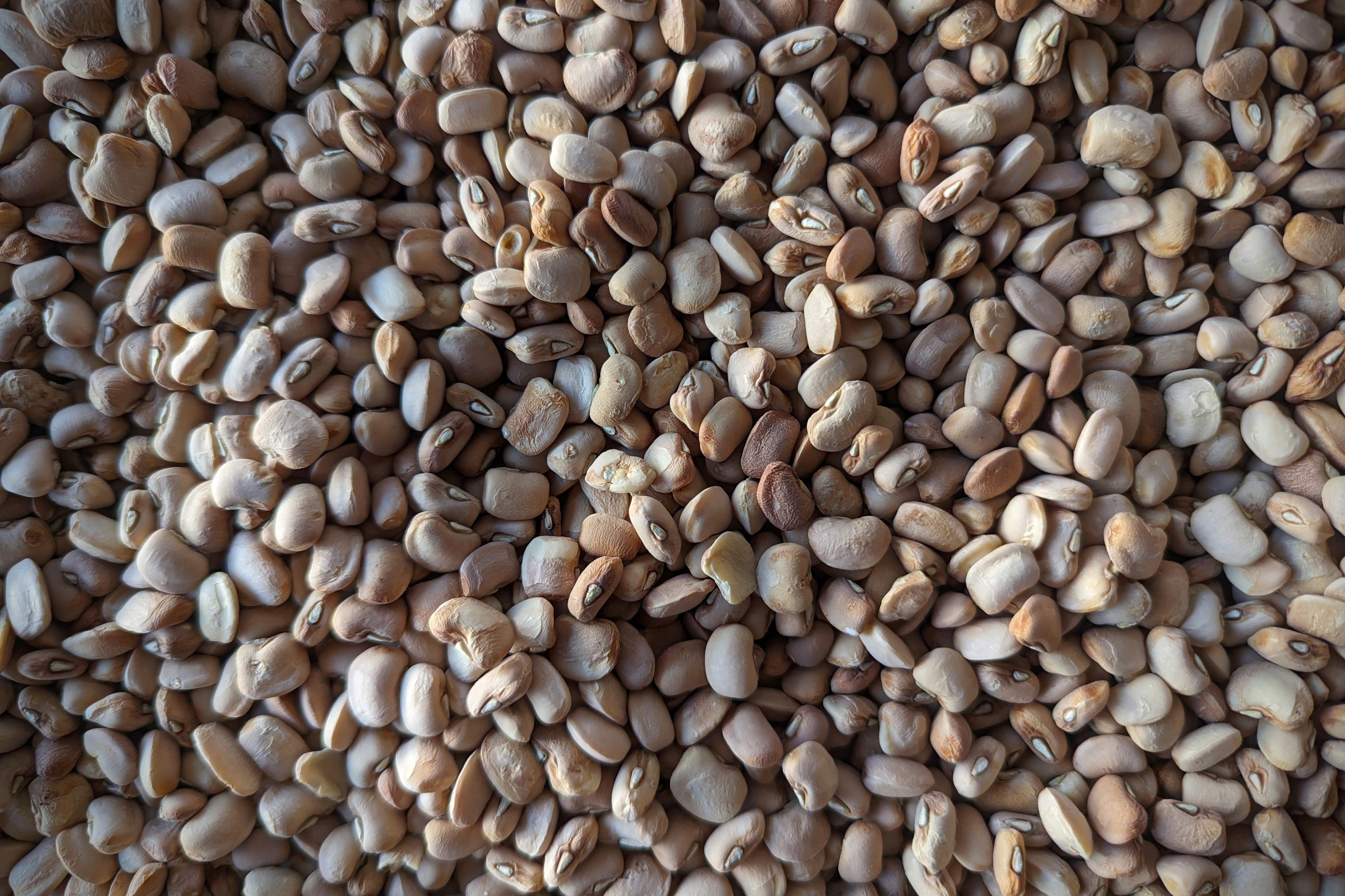 Closeup of dried honey beans