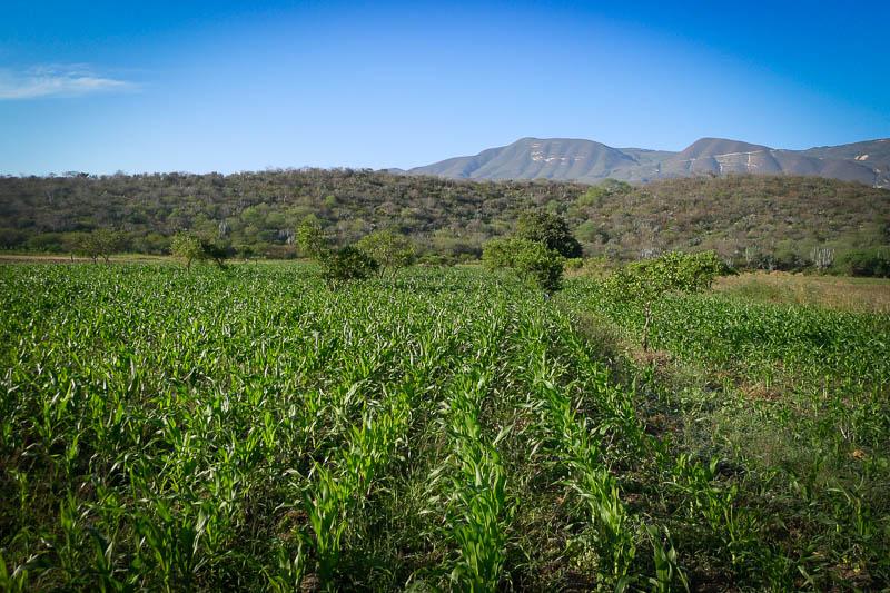 Rancho Gordo Flor de Sal with corn 