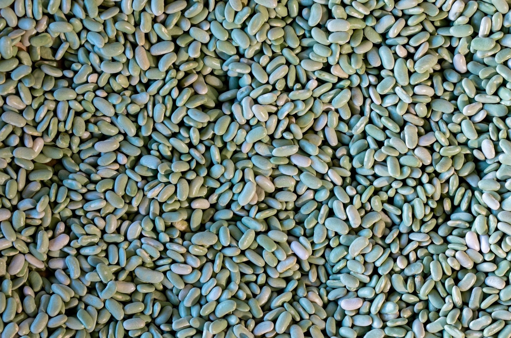 Flageolet Bean – Rancho Gordo