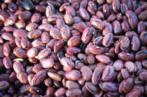 Rio Zape bean - Rancho Gordo, Heirloom beans