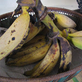 Rancho Gordo-Bananas.