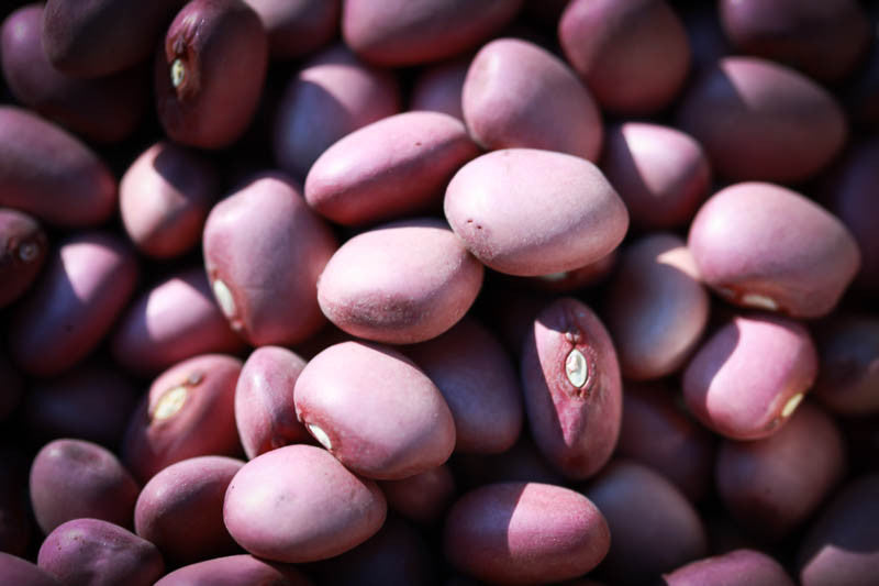 Lila Bean, Rancho Gordo - Heirloom beans
