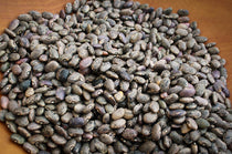 Moro, a small brown bean with black marketings - Rancho Gordo, Heirloom beans