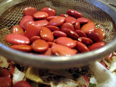 Lima Beans from Chiapas