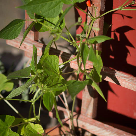 How Does Your Garden Grow? Are Your Runner Beans Thriving?