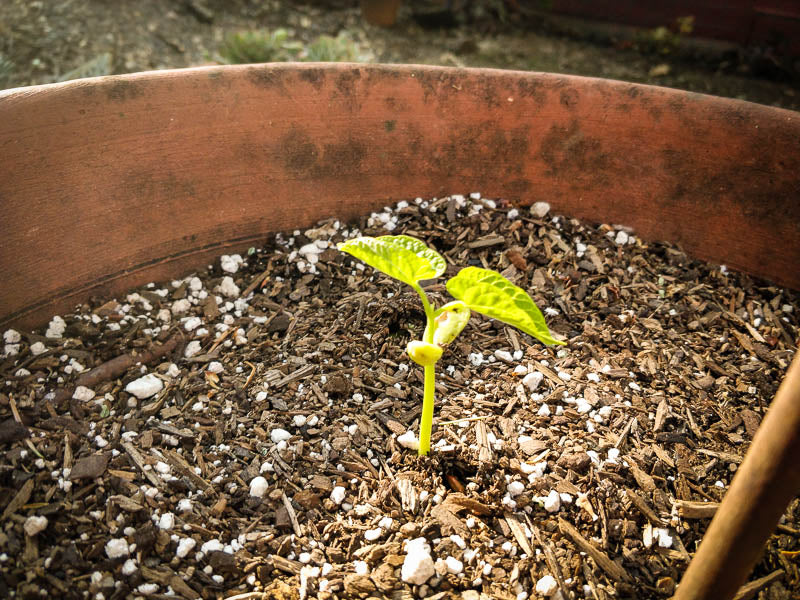 If you're feeling down, put a bean in some dirt. In just a few days, you'll remember the point of everything.
