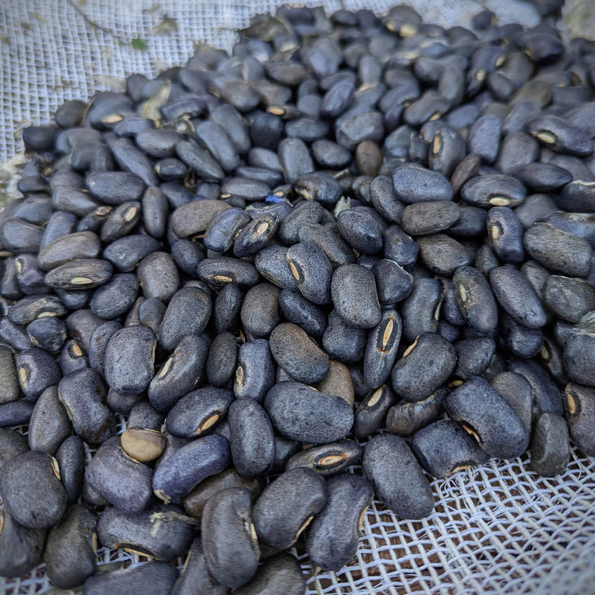 Large grey runner beans from Oaxaca