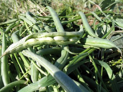 A Day in the Fields - Rancho Gordo