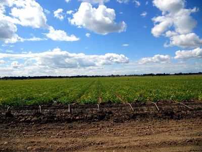 A Field Report (from September!) - Rancho Gordo