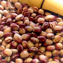 A Reader Discovers Red Nightfall - Rancho Gordo