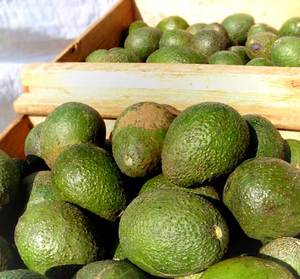 Avocados and Other Exotics - Rancho Gordo