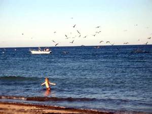 Baja California Sud - Rancho Gordo