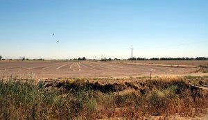 Bean Fields of Caifornia - Rancho Gordo