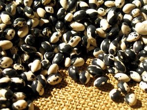 Black Calypso Beans are Back - Rancho Gordo