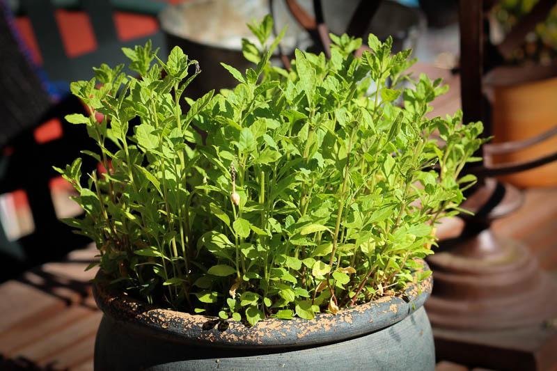 Cakebread Cellars’ Braised Beef with Heirloom Beans - Rancho Gordo