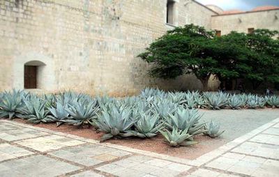 Can You Help Me Name This Plant? - Rancho Gordo