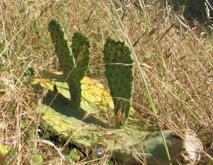 Cactus Invasion