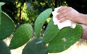 Preparing Cactus: From Nopal to Nopalitos
