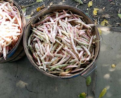Fresh Cranberry Beans - Rancho Gordo
