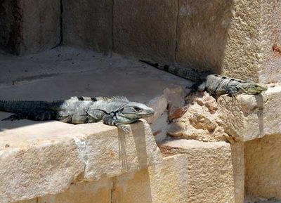 Iguanas at Uxmal - Rancho Gordo