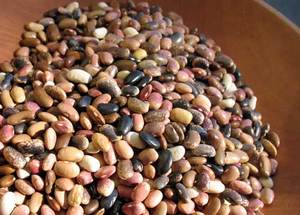New Heirloom Bean: Pebbles