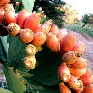 Prickly Pears and Tequila