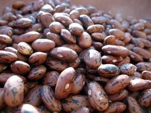 Planting Spring Gardens - Rancho Gordo