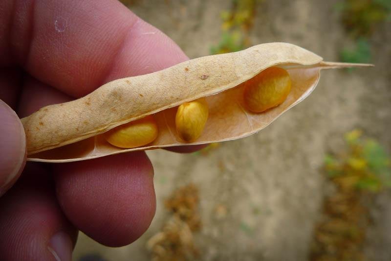 Rancho Gordo Hominy Stew for the Slow Cooker - Rancho Gordo