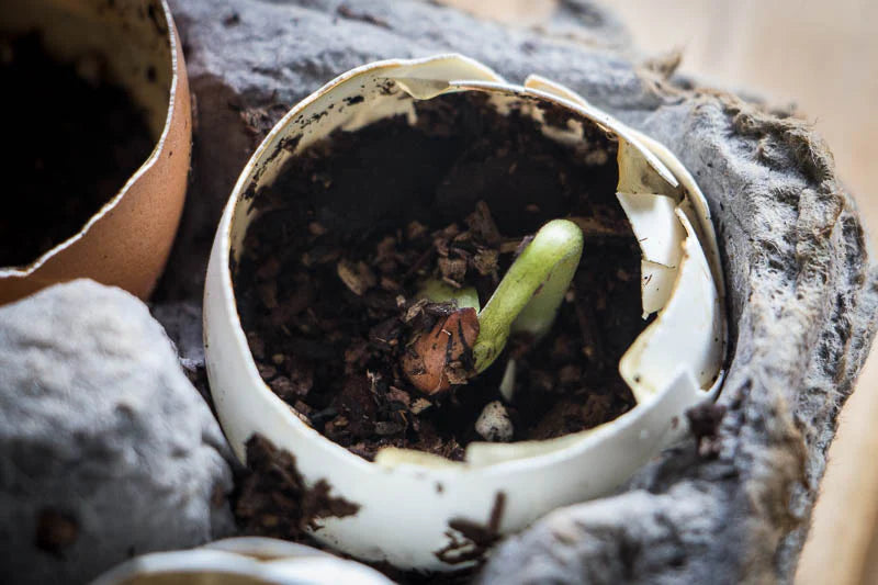 A Garden in an Egg Carton: A Cool Project With or Without Kids