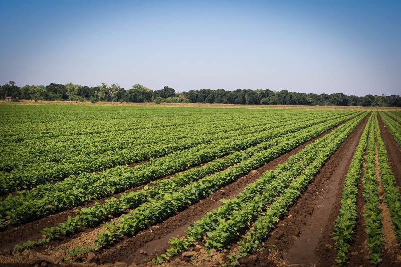 (Red) Beans & Rice, California Style - Rancho Gordo