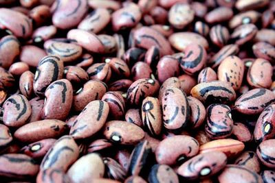 San Franciscano Bean - Rancho Gordo