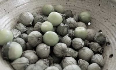 Update on San Franciscano Beans, etc. - Rancho Gordo