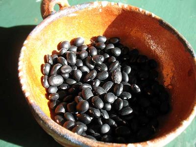 Wild Black Beans from Hidalgo, the New Year and a New Project - Rancho Gordo