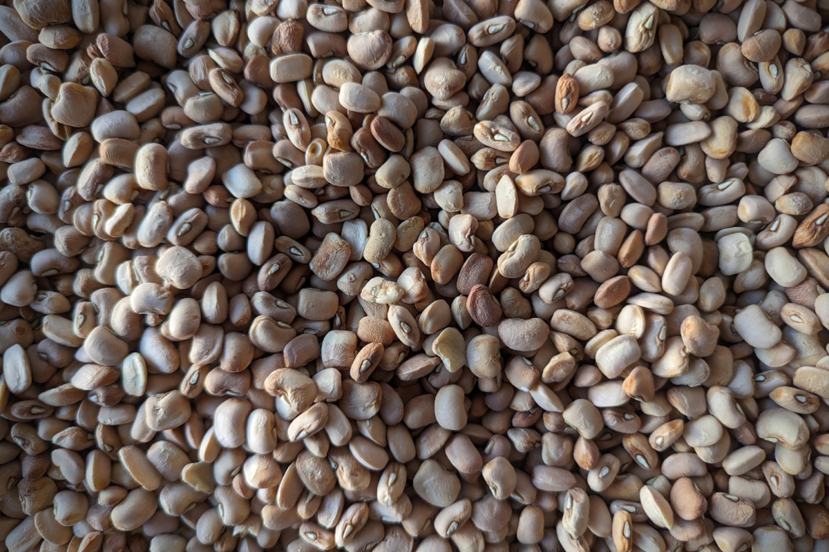 Golden Ribbon Beans Heirloom Beans – Rancho Gordo