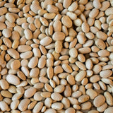 Ayocote Patachete - Rancho Gordo