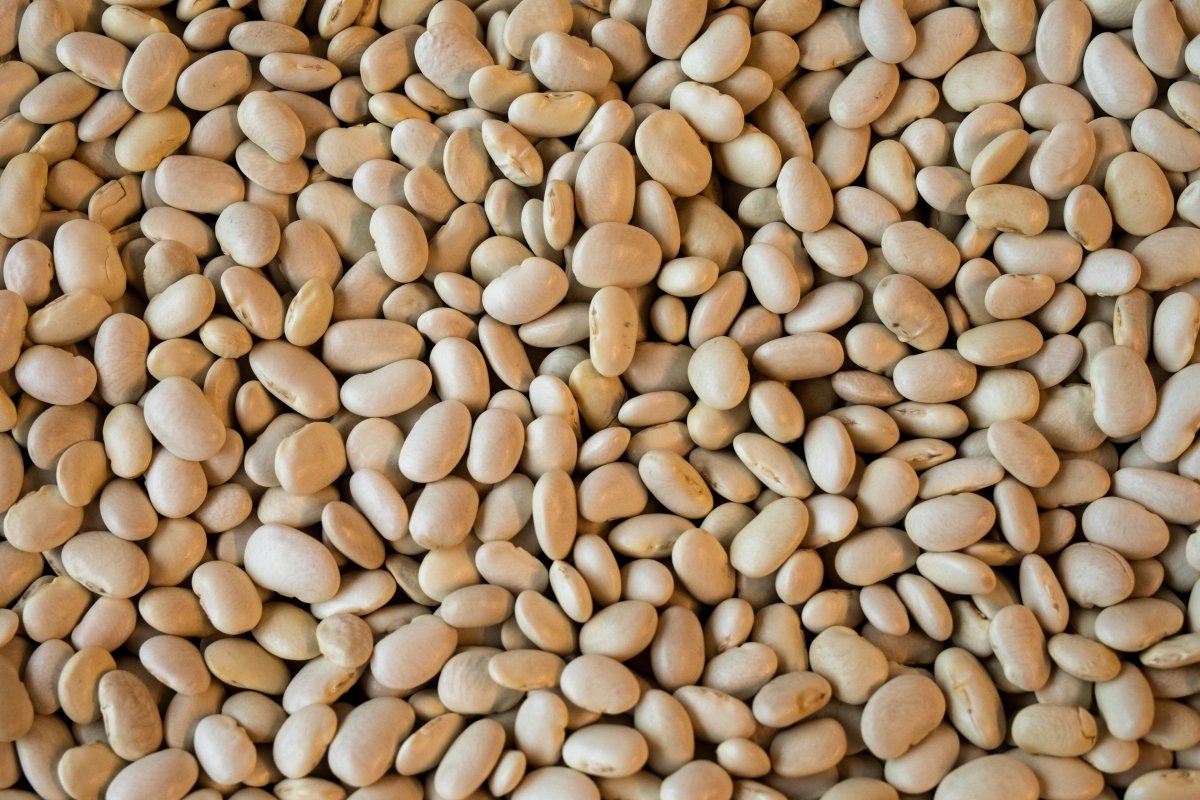 Ayocote Patachete - Rancho Gordo