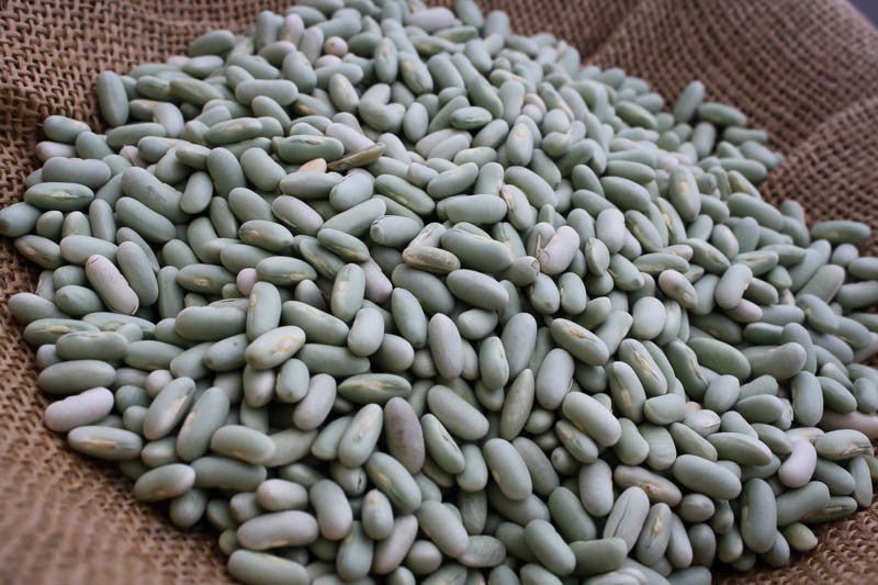 Flageolet Bean – Rancho Gordo