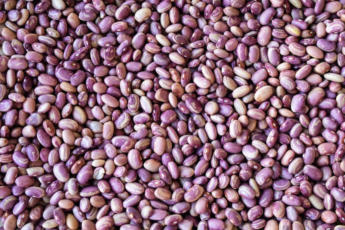 Flor de Junio Bean - Rancho Gordo