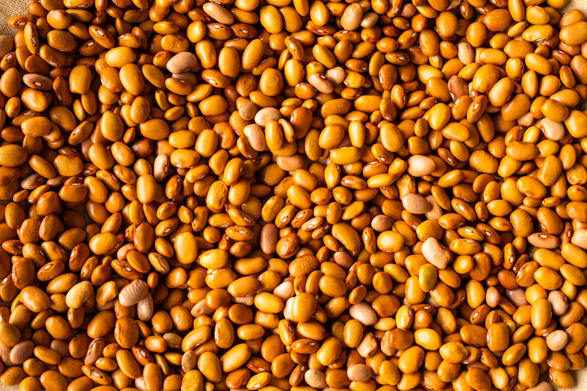 Mantequilla Bean - Rancho Gordo