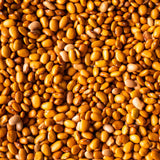 Mantequilla Bean - Rancho Gordo