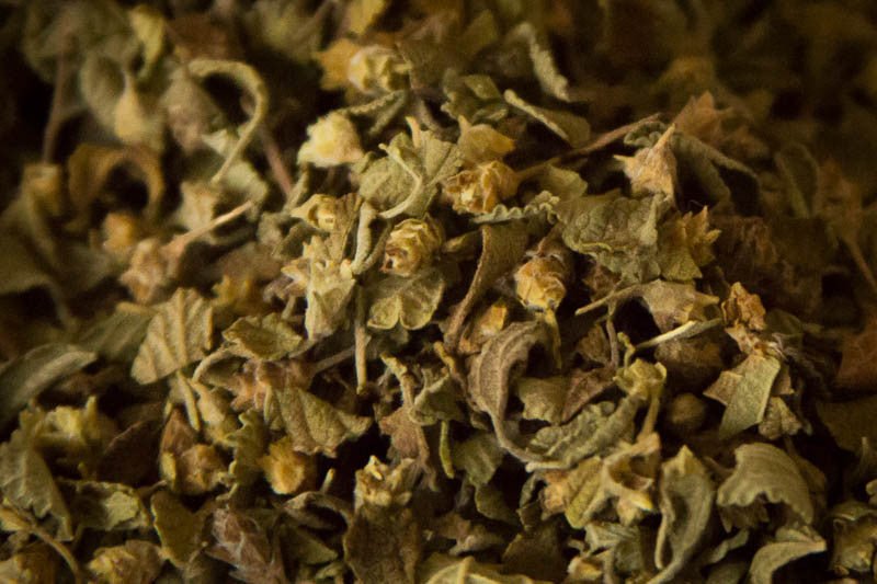 Mexican Oregano – Rancho Gordo