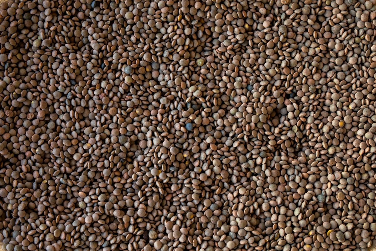 Pardina Lentil - Rancho Gordo