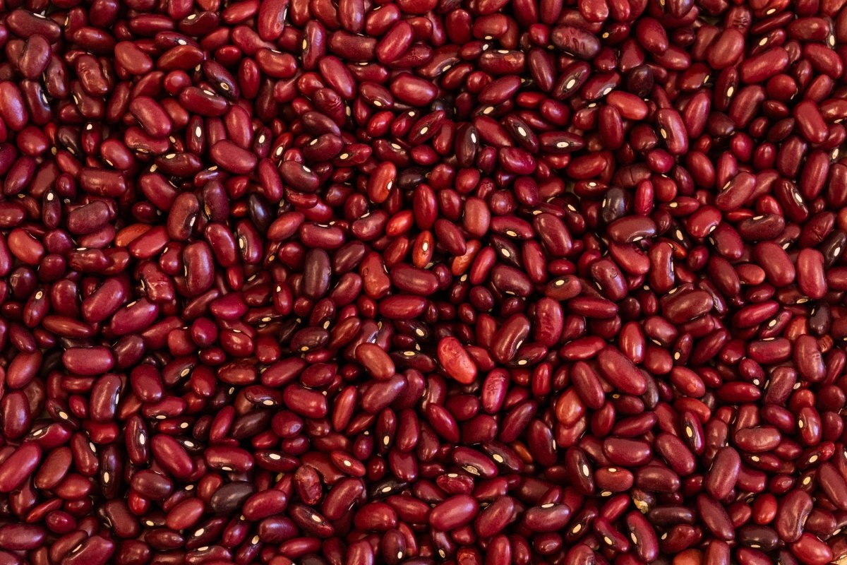 Rojo de Suelo Bean - Rancho Gordo