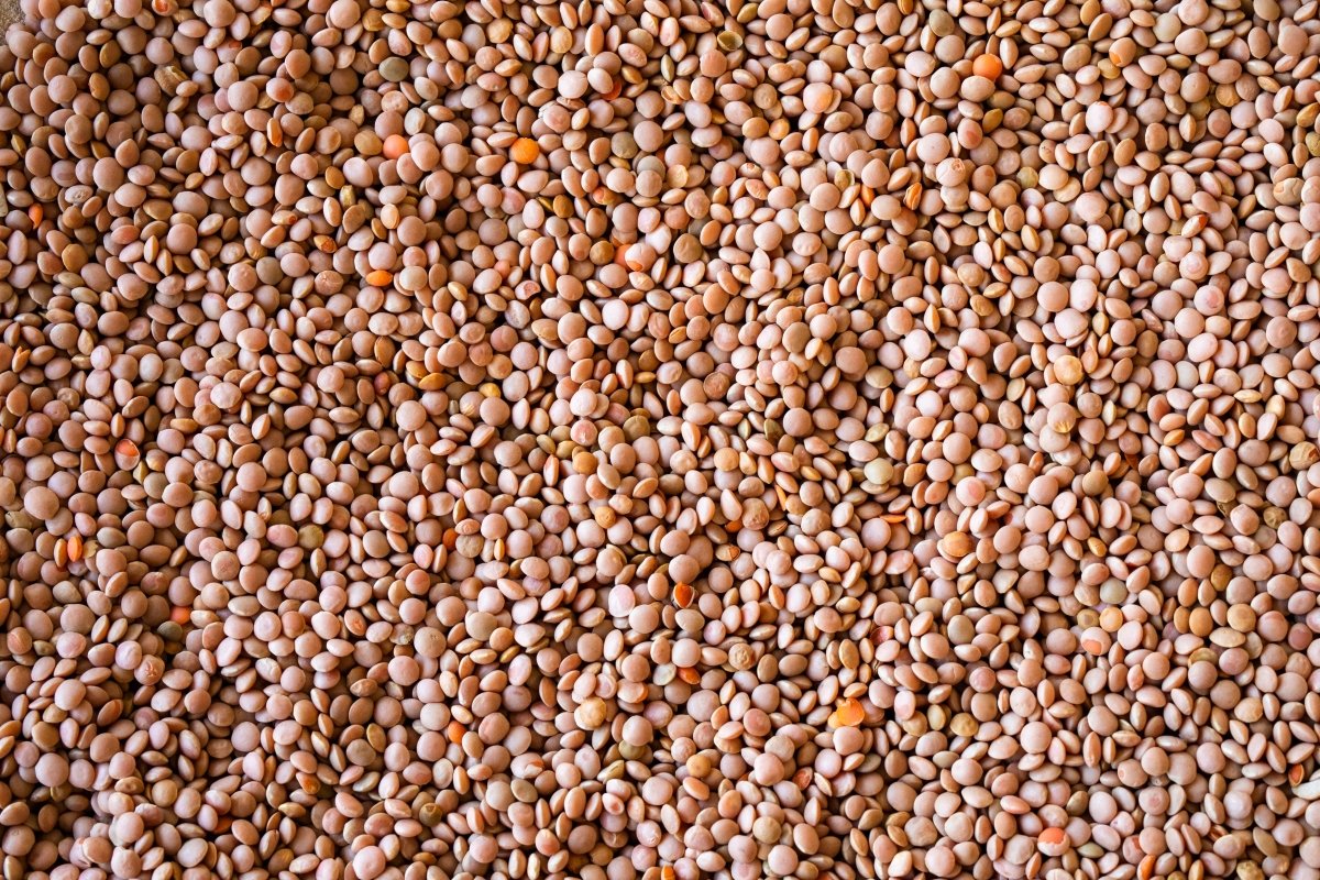 Sunrise Lentil - Rancho Gordo