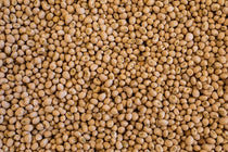 Zipper Cream Field Pea - Rancho Gordo
