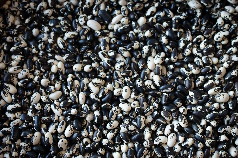 Dried Rancho Gordo Vaquero Bean