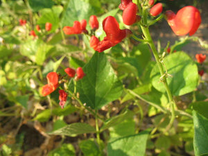 Green bean plant with red flowers- Rancho Gordo Bean Buddies 