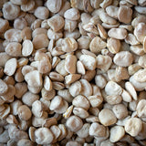 Close-up of dried cicerchie beans