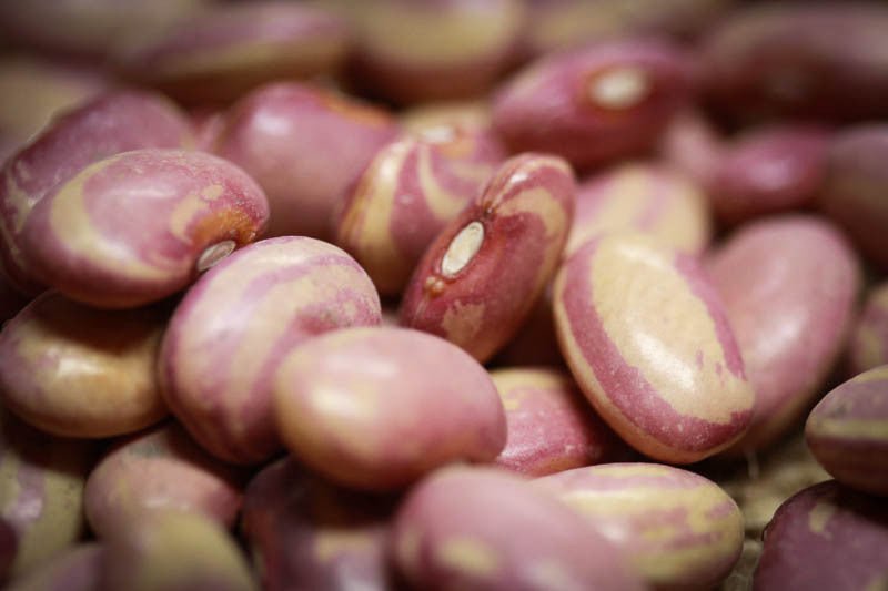 Flor de Junio Bean - Rancho Gordo