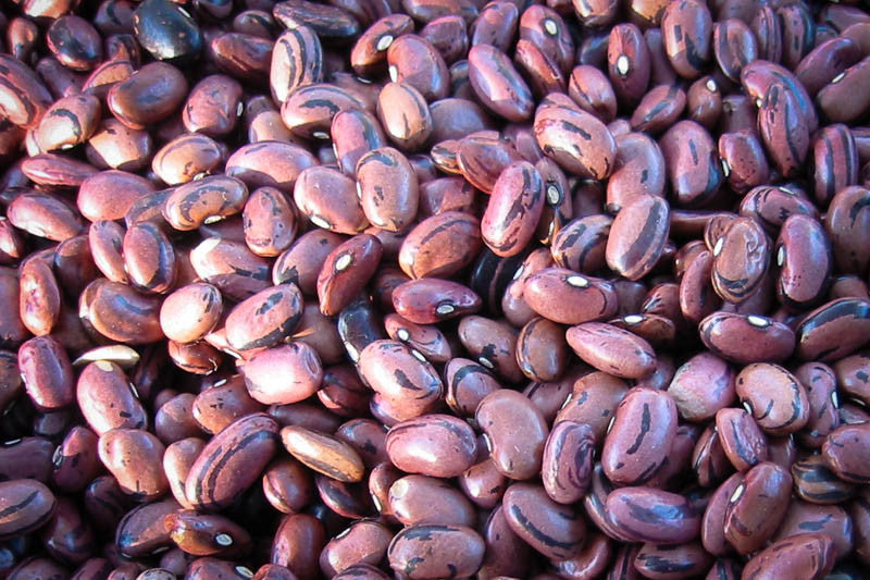 Rio Zape bean - Rancho Gordo, Heirloom beans
